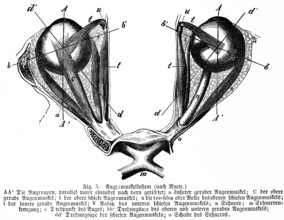Pair of eyes directed parallel and forward, eye muscle, optic nerve, human, body part, limbs,