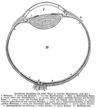 Horizontal cross section of right eye, conjunctiva, iris, lens, corpus ciliare, retina, zonula
