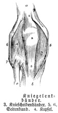 Knee joint, tendons, collateral ligament, apple, human body part, limbs, science, medicine,
