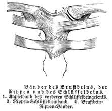 Sternum, ribs, collarbone, tendons, human, body part, limbs, science, medicine, anatomy, detail,