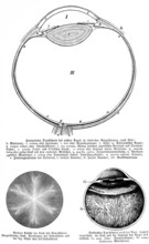 Horizontal cross-section of right eye, conjunctiva, iris, lens, corpus ciliary, retina, zonula