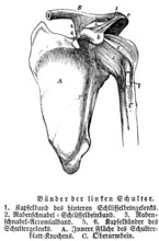 Tendons and joints of the left shoulder, collarbone, shoulder blade, upper arm, human body part,