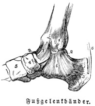 Tendons of the ankles, man, body part, limbs, science, medicine, anatomy, detail, tendons, bones,