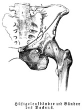 Tendons of the hip joint and pelvis, man, body part, limbs, science, medicine, anatomy, detail,