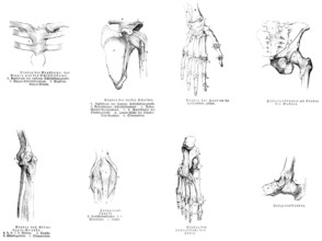 Sternum, shoulder, hand, pelvis, elbow, knee joint, foot, human, body part, limbs, science,