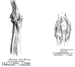 Elbow, tendon, spoke, elbow bone, upper arm, ankle, human, body part, limbs, science, medicine,