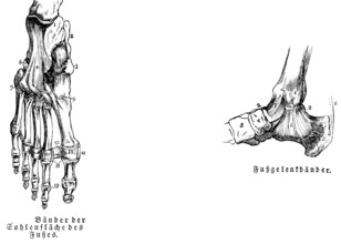 Sole of foot, tendon, human, body part, limbs, science, medicine, anatomy, detail, tendons, bones,