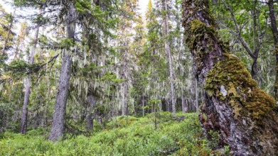 Fallen tree trunk covered with moss in a wooded landscape, Urskog Hamra National Park, Hamra,