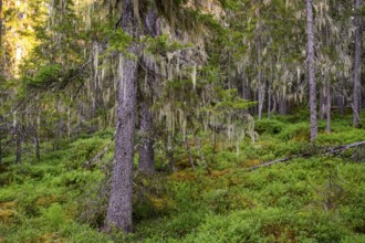 Pine trees (Pinus spec.) covered with lichen in a green primeval forest, Urskog Hamra National