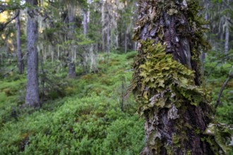 Close-up of a moss-covered tree trunk in a green jungle, Urskog Hamra National Park, Hamra,