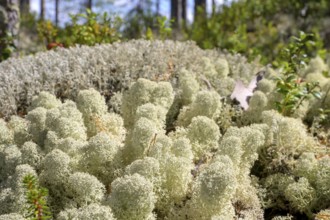 Close-up of light-coloured, textured reindeer lichen (Cladonia spec.) on forest floor, Hamra