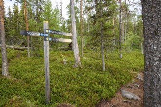 Guide in the forest Hiking trail Primeval forest trail in Hamra National Park, Hamra National Park,