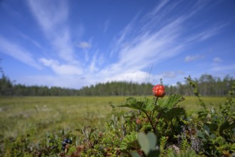 A cloudberry (Rubus chamaemorus) on a green bog under a blue sky, Hamra National Park, Hamra,