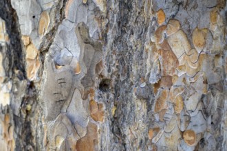Close-up of Scots pine (Pinus sylvestris) bark in various shades of brown and grey, Hamra National