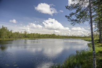 A calm lake with a wooded shore under a sky full of clouds, Hamra National Park, Hamra, Dalarna,