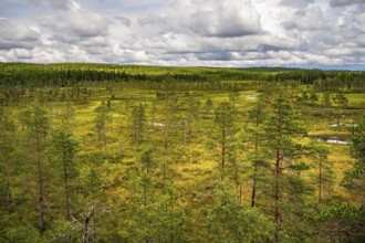 Wide landscape with raised bogs, pine trees and cloudy sky taken from an elevated position, Hamra