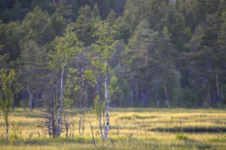 Los, Gävleborgs län, Sweden, Light-flooded meadow with young birch trees (Betula spec.) in front of