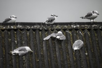 Seagulls sitting on a wavy roof under a grey sky, three dead kittiwakes (Rissa tridactyla) dead