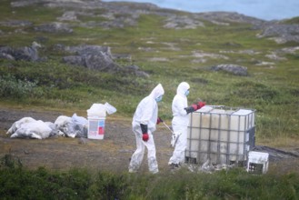 People in protective suits place dead birds in containers in a coastal landscape, people in a