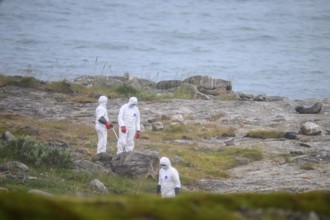 Vadsø, Troms, Norway, people in white protective suits search for dead birds that died of avian