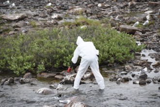Person in a protective suit, protective mask and goggles collects a dead kittiwake (Rissa