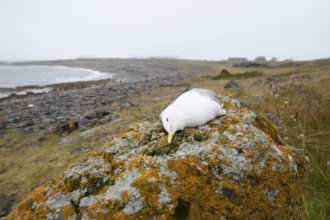 A dead kittiwake (Rissa tridactyla), dead from avian influenza, on a stony coastal cliff, grey sky