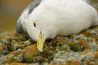 Close-up of a dead kittiwake (Rissa tridactyla) that died of avian influenza, on a rocky coastal