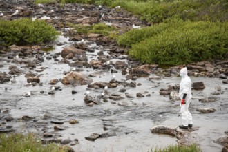Person in a protective suit, protective mask and goggles looking for dead kittiwakes (Rissa