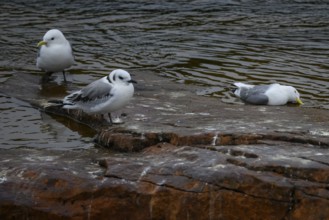 A kittiwake (Rissa tridactyla) dead from avian influenza next to two still living birds, on a stony