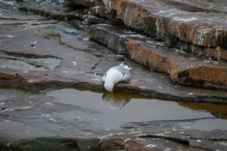 Close-up of a dead kittiwake (Rissa tridactyla) that died of avian influenza, on a rocky coastal