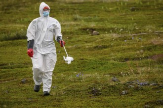 Person in a protective suit, protective mask and goggles holding a dead kittiwake (Rissa