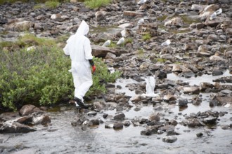 Person in a protective suit, protective mask and goggles looking for dead kittiwakes (Rissa