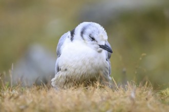 A dying young kittiwake (Rissa tridactyla) suffering from avian influenza, melancholic atmosphere,
