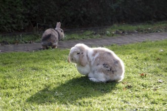 Domestic rabbit (Oryctolagus cuniculus domestica), ram rabbit, two, garden, pet, cute, Two