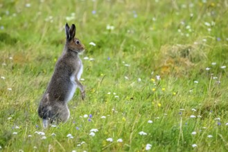 A mountain hare (Lepus timidus) in summer fur on a flowering meadow surrounded by green vegetation,