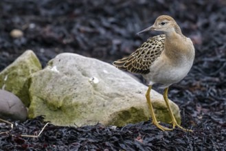 Ruff (Calidris pugnax) in a simple dress on rocks, surrounded by autumnal colours and seaweed,