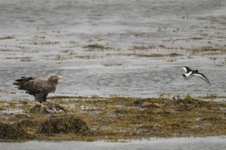 White-tailed eagle on coast with prey surrounded by water and other birdsVadsø, Troms, Norway