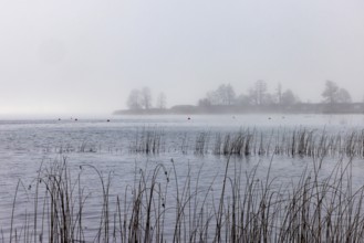 Foggy autumn atmosphere at the lake with reeds in the foreground, Mondsee, Salzkammergut, Upper
