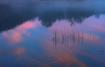 Quiet evening mood at the lake with reeds in the foreground and colorful sunset, Mondsee,