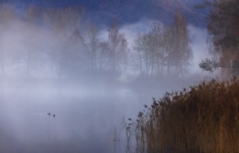 Evening in the reed belt with clouds of fog on Mondsee, inversion weather, Mondseeland,