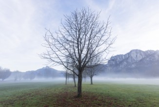 Bare trees in fog with Schafberg and Drachenwand, inversion weather, Mondseeland, Salzkammergut,