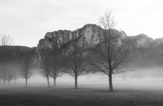 Monochrome, bare trees in fog with dragon wall, inversion weather, Mondseeland, Salzkammergut,
