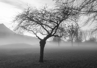 Monochrome, bare tree in fog, inversion weather, Mondseeland, Salzkammergut, Upper Austria, Austria