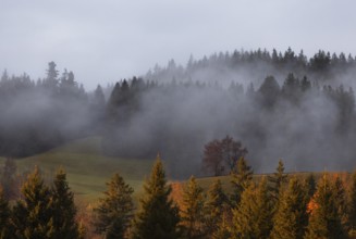 Sunset with clouds of fog in the forest, Mondseeland, Salzkammergut, Upper Austria, Austria