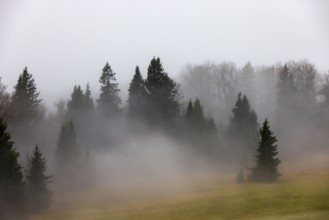 Nebelschwaden im Wald, Mondseeland, Salzkammergut, Upper Austria, Austria