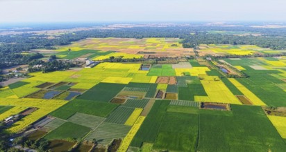 An aerial view captures an expansive patchwork of mustard fields spread across rural India during