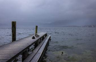Foggy morning atmosphere at the lake with wooden walkway and ducks, Mondsee, Salzkammergut, Upper