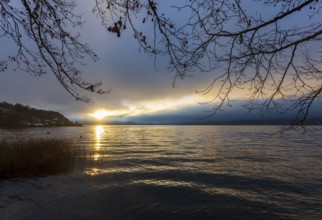 Quiet morning atmosphere at sunrise on a lake with reeds in the foreground, Mondsee, Salzkammergut,