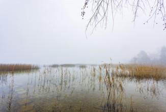 Autumn morning fog on the reed belt on the shores of Lake Mondsee, Salzkammergut, Upper Austria,