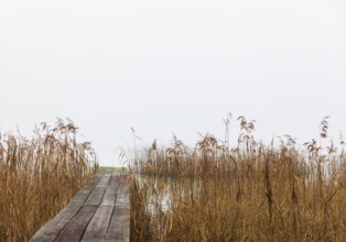 Foggy autumn atmosphere at the lake with wooden walkway and reeds in the foreground, Mondsee,